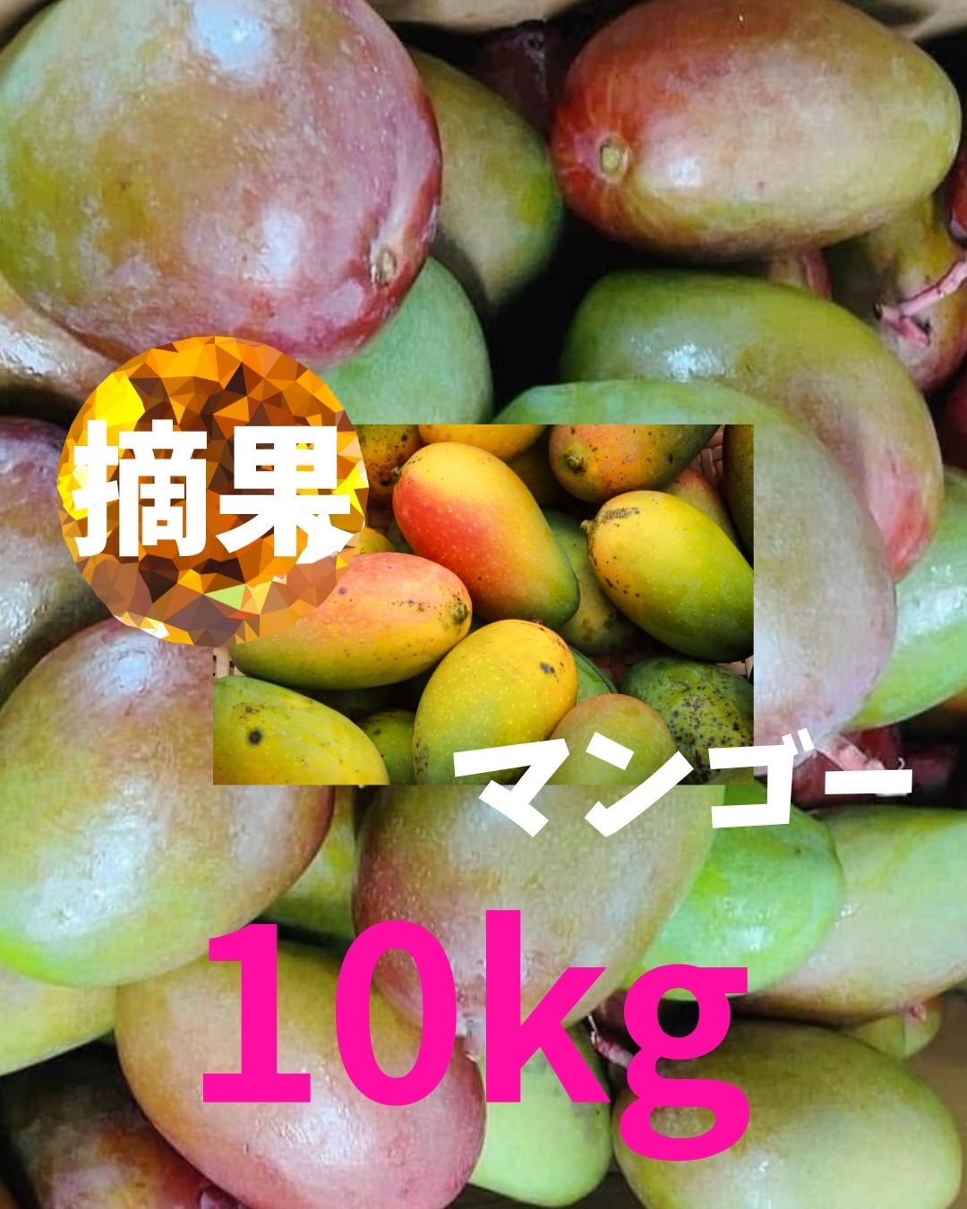 早割り ５月発送 沖縄県産 摘果マンゴー 10kg 大容量 硬いマンゴー