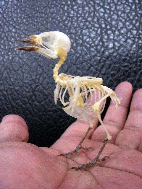 スズメの骨格標本•翼標本 m72067610047_1.jpg?1751368805