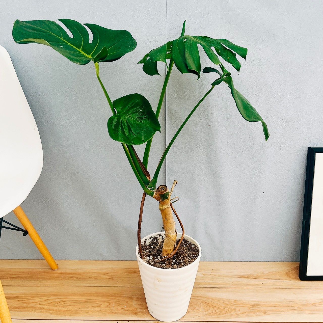 現物「モンステラ・デリシオサ 幹上がり」７号　110ｃｍ　Monstera 現品］10番 八丈島産 モンステラ デリシオーサ 幹上がり 7号 観葉植物