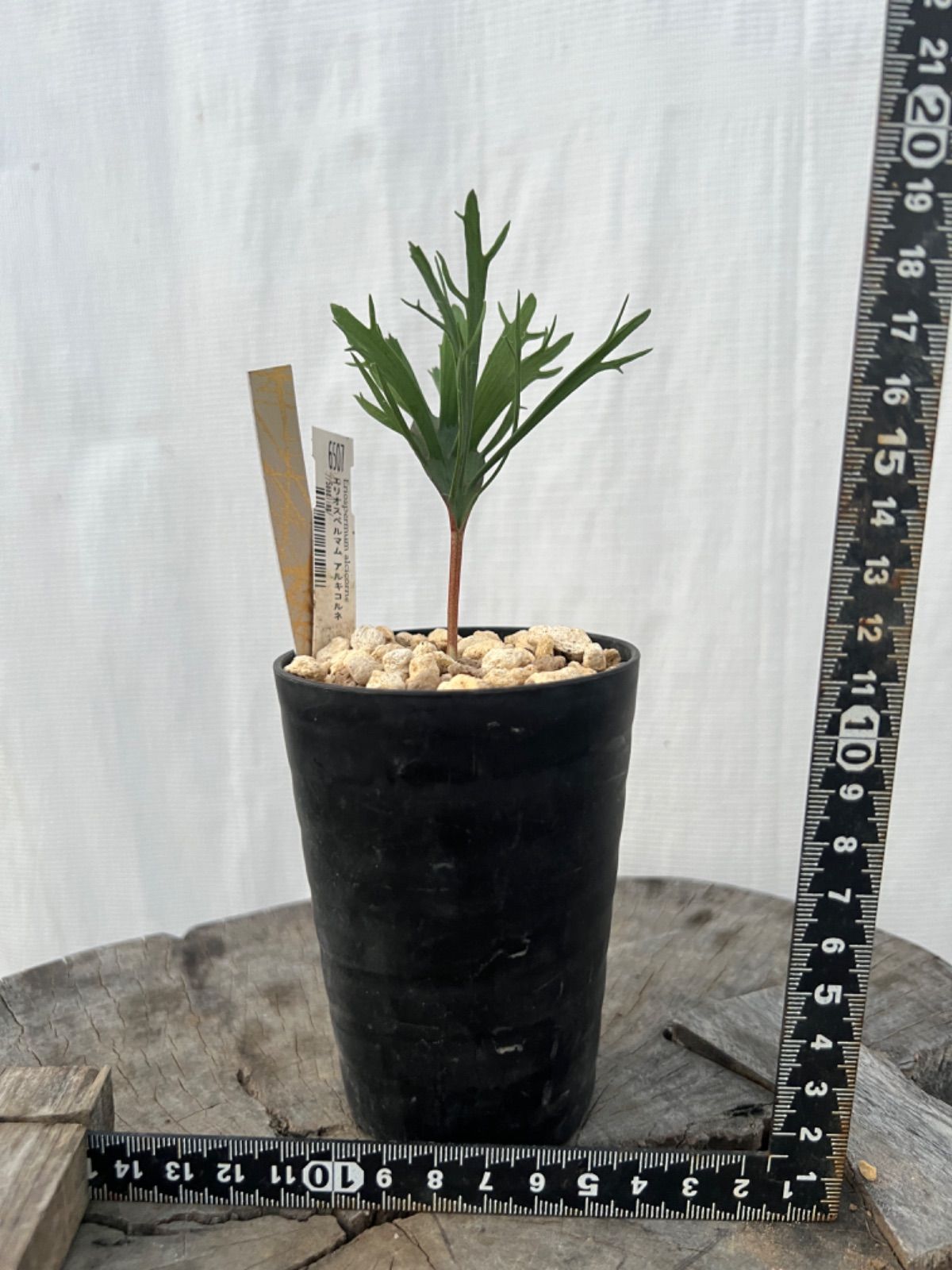 エリオスペルマム アルキコルネ 6507 - メルカリ