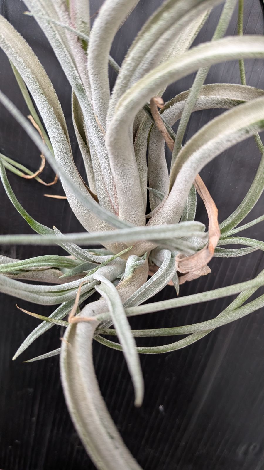 工場 チランジア Kraken 子株4株つき苗