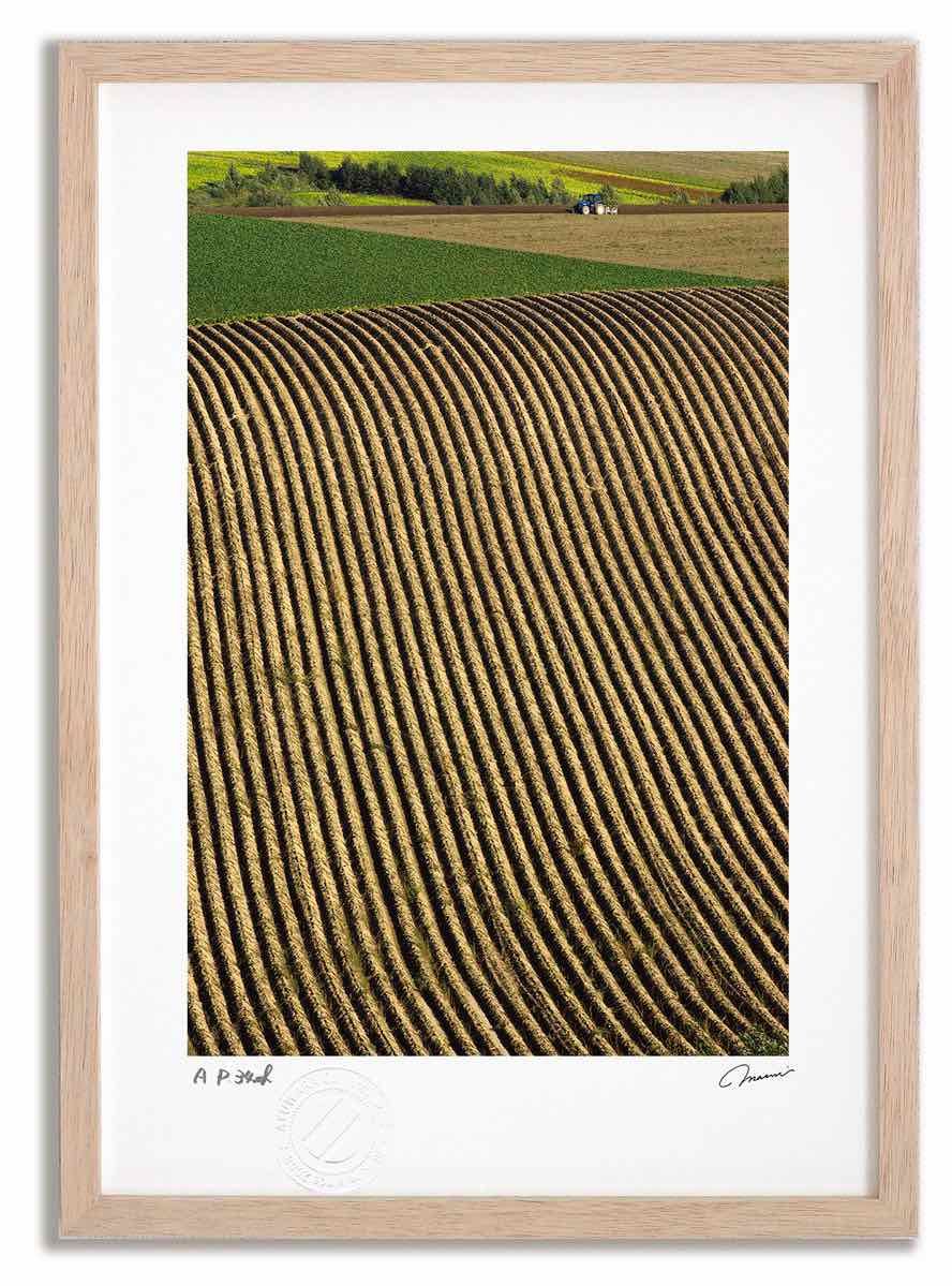 森山大道 A3ポスター 黒猫 黒猫 アート