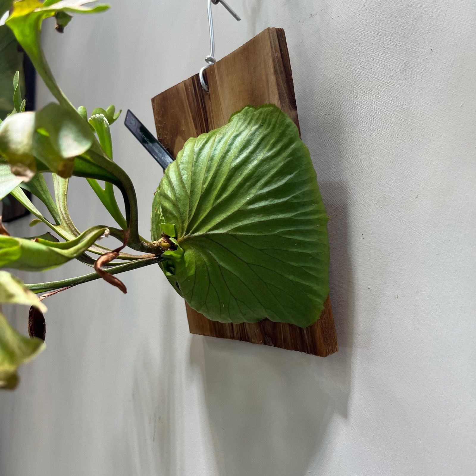 ridleyi 板付 NO.305 ビカクシダ 大型リドレイ板付きビカクシダ