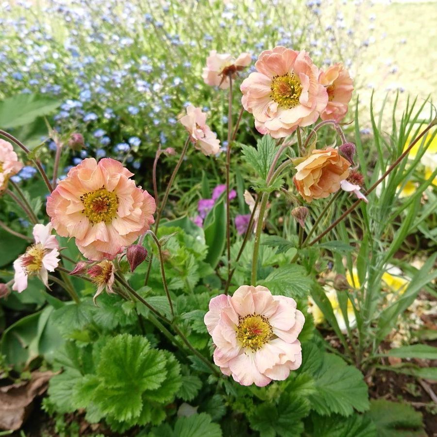 メルカリshops ゲウム マイタイ 種 粒