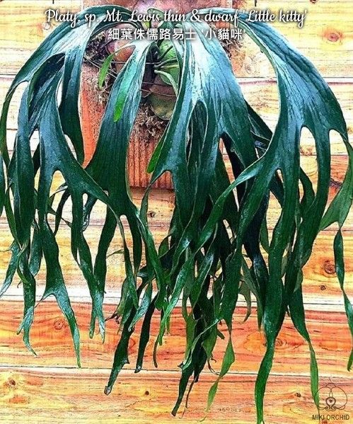 A21-41 ビカクシダ リトルキティ - メルカリ