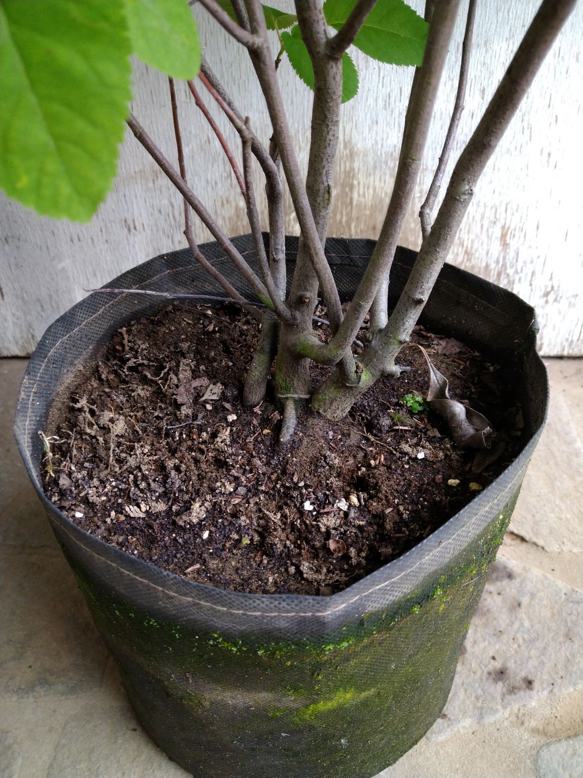 ジューンベリー株立ち② ジューンベリー/大株【品番3211】 ジューン