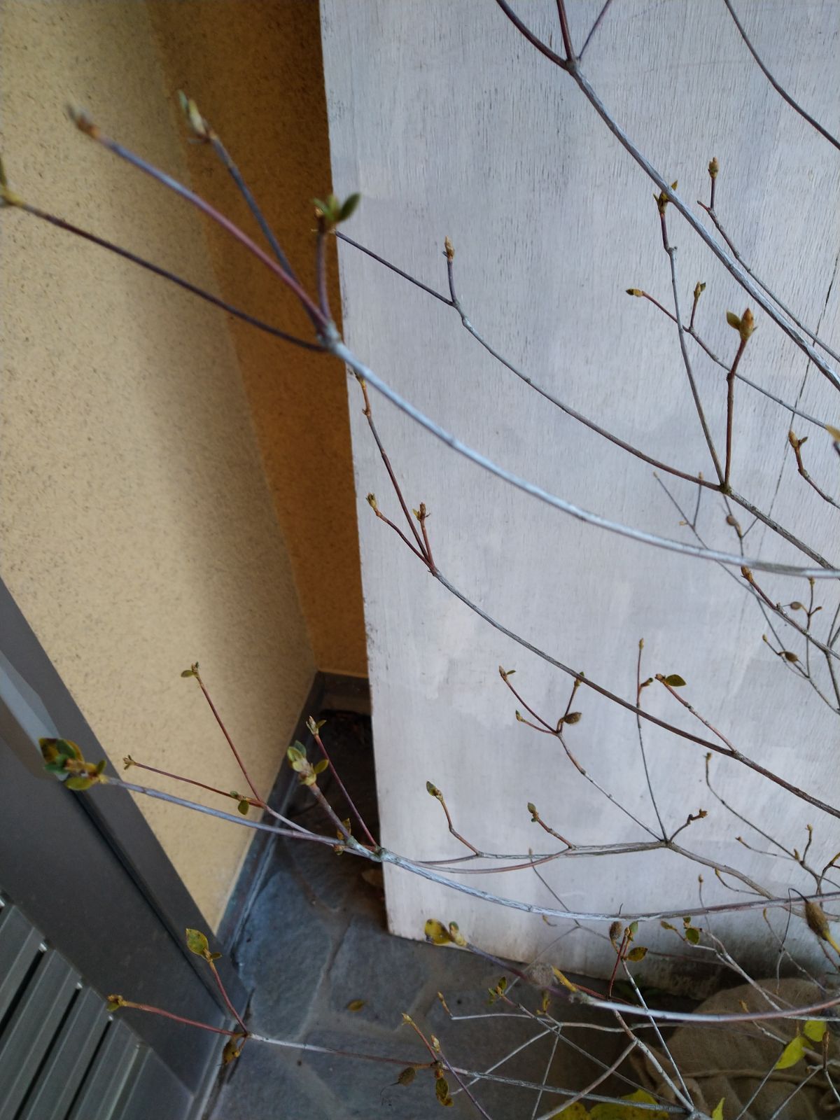 ミツバツツジツツジ白花