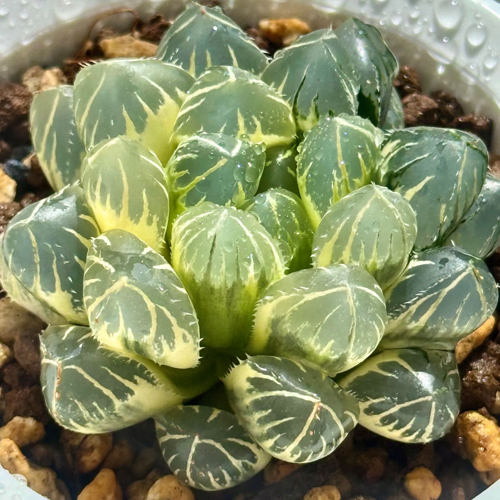 OH オブツーサ錦 糊斑 H1718 ハオルチア オブツーサ