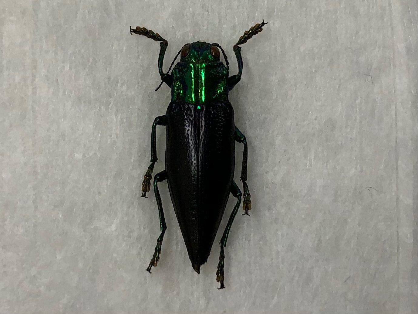 昆虫標本☆ブル島産美麗タマムシ - メルカリ