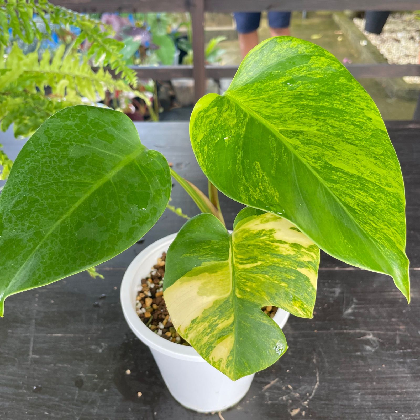 フォロワー様感謝SALE❤︎】斑入りモンステラ／発根済み 厳選美株