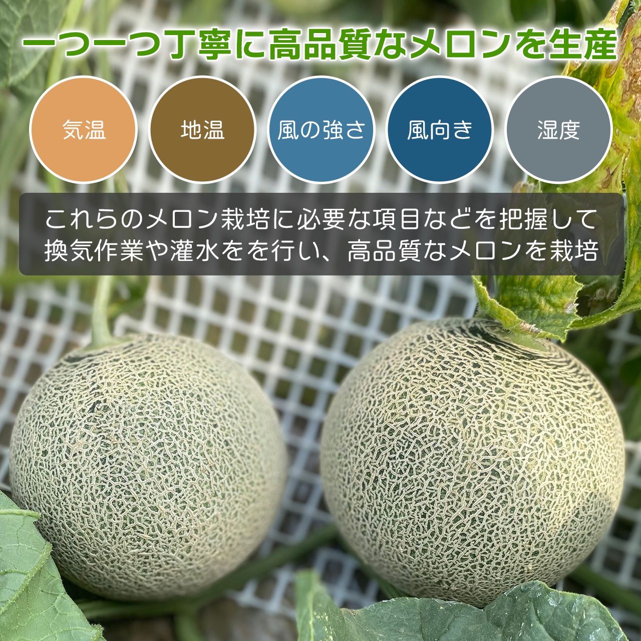 4玉