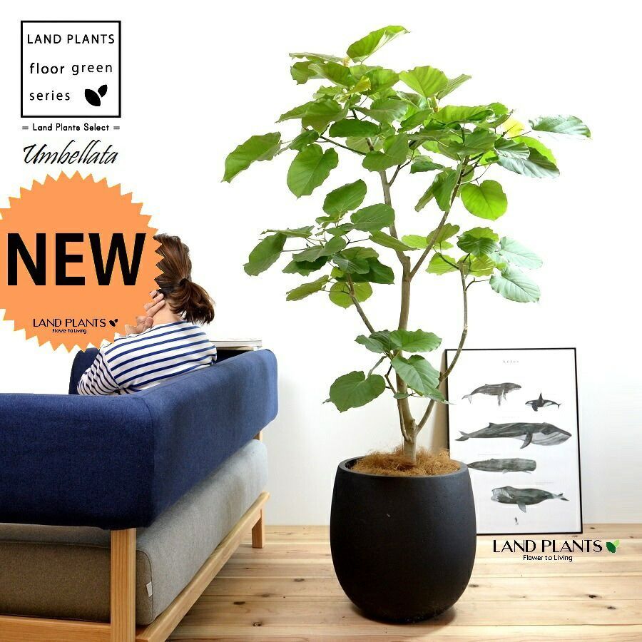 Drynaria quercifolia ドリナリア コルク棒 シダ植物 かさばる シダ の