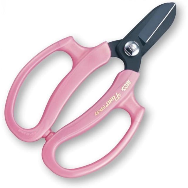 親株出品 SAD 南アフリカダイヤモンド 子株二つ付き アガベ 検)大白鯊