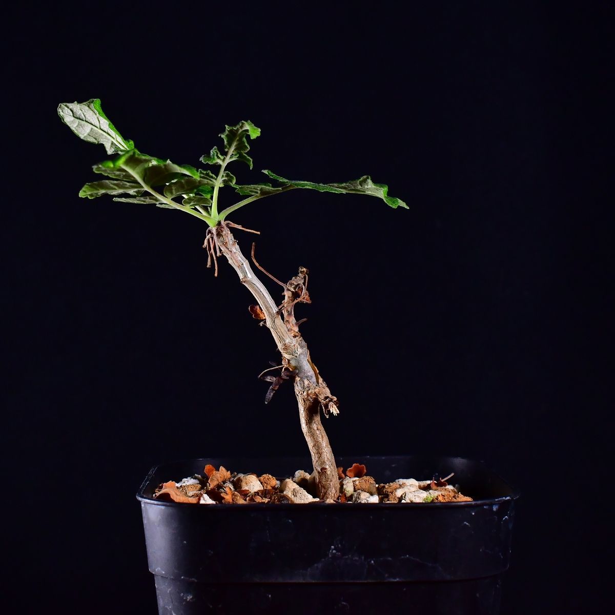 ボスウェリア サクラ Boswellia sacra 実生苗 ボスウェリア サクラ (実生苗)「 Boswellia Sacra」4/12-279 | SH