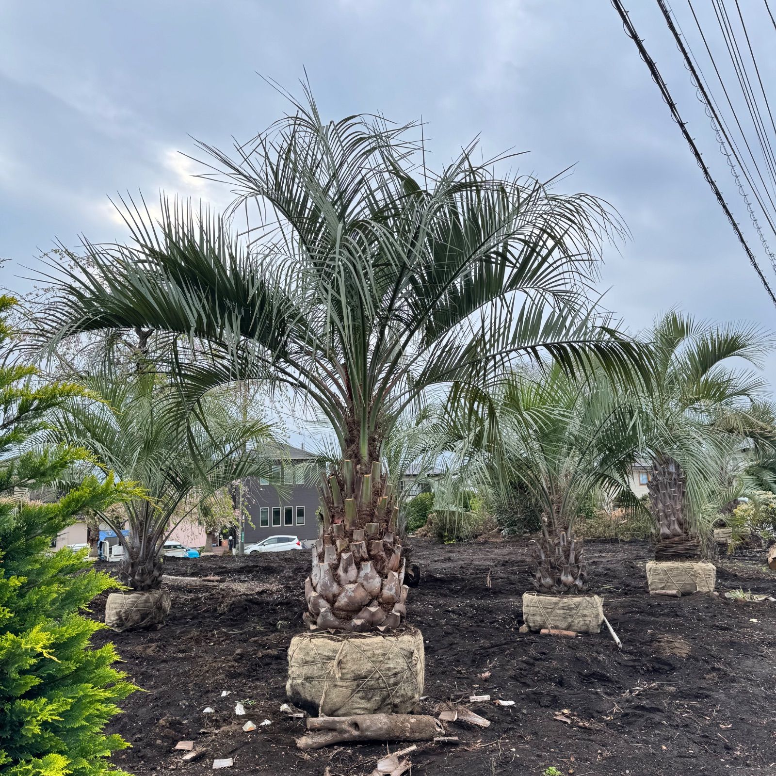 n*u様 ココスヤシ 4m】ココスヤシ - メルカリ