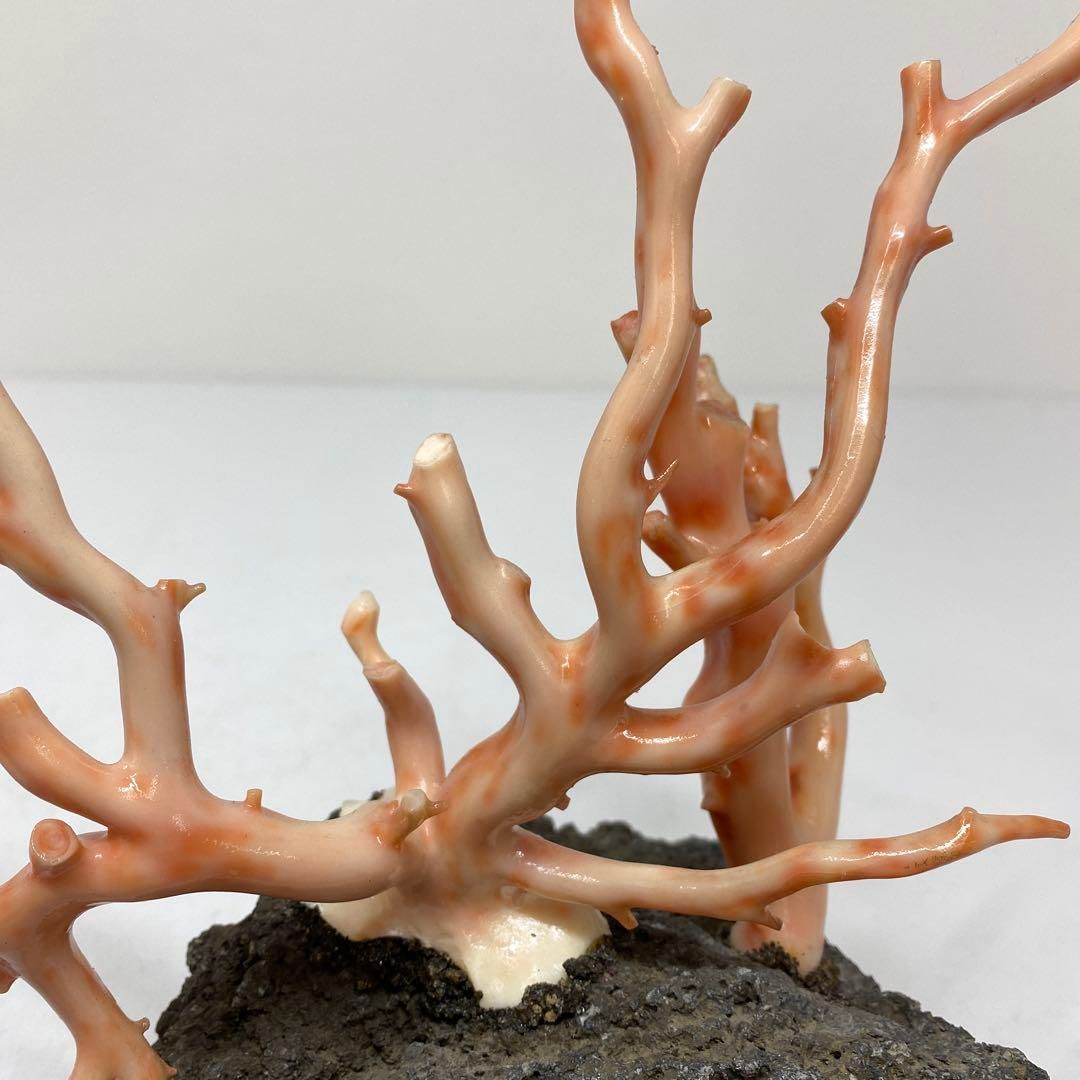 桃色珊瑚原木 本珊瑚 桃色珊瑚 原木 1982g トヒチサ 東さ6-0208① - メルカリ