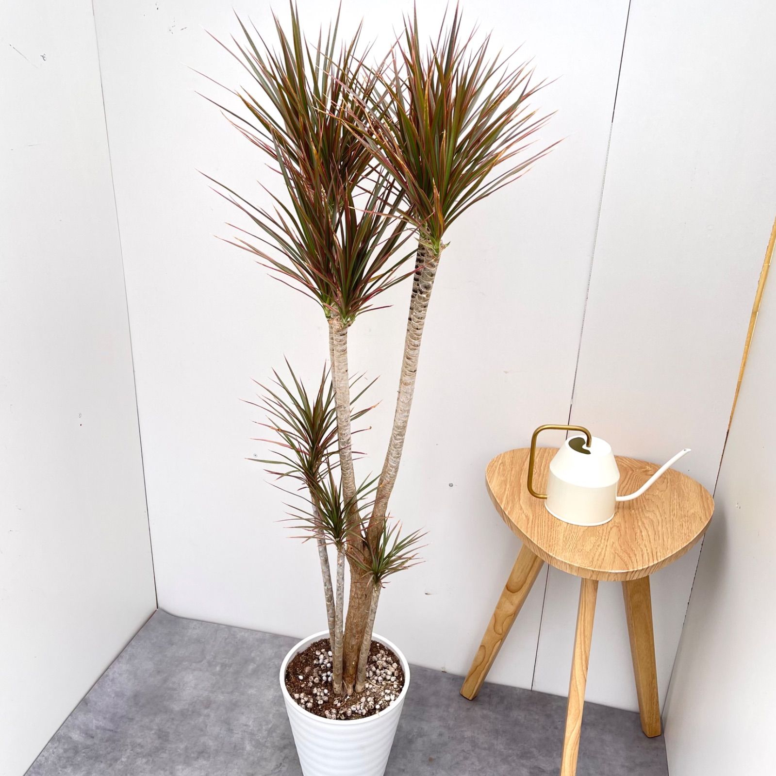 ドラセナ コンシンネ レインボー【現品】観葉植物 室内 大型 - メルカリ