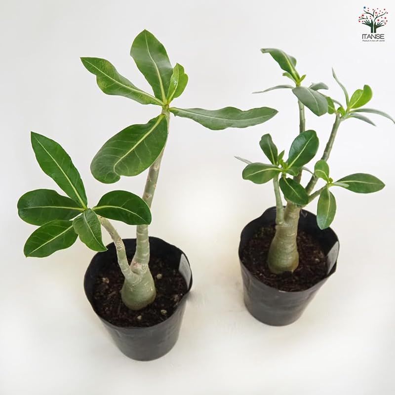 1個売り 多肉植物