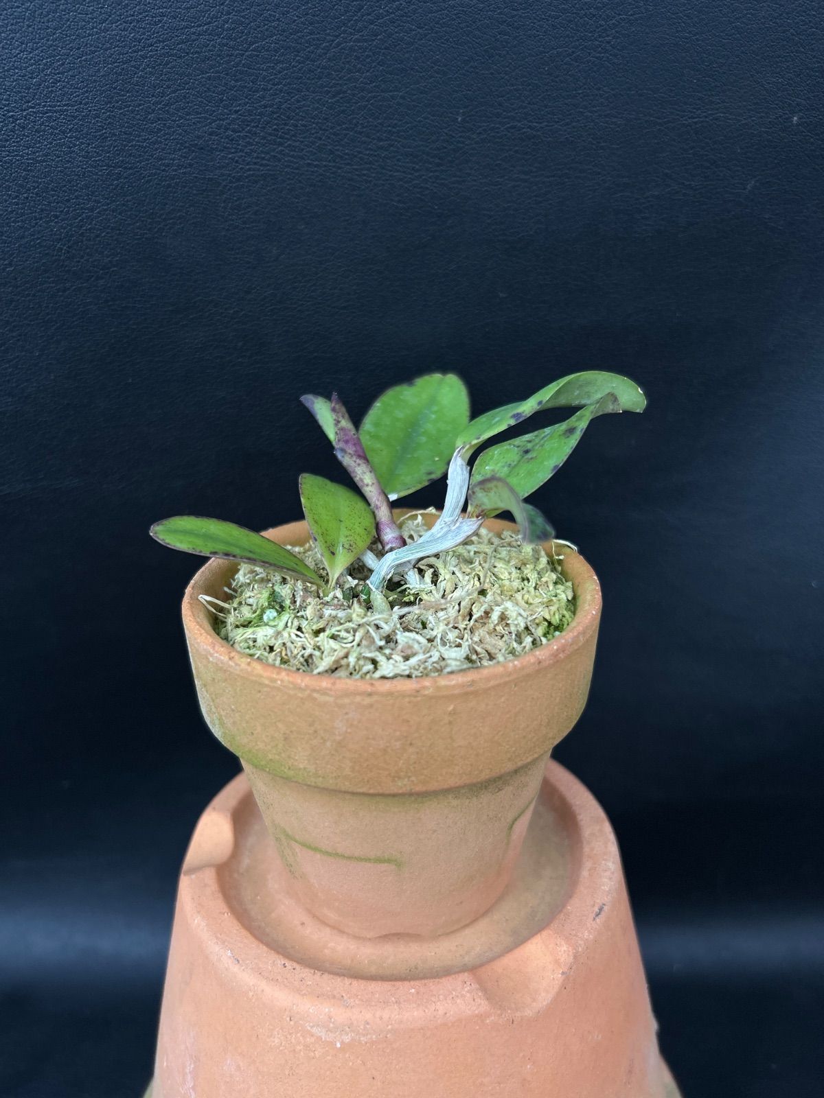 期間限定出品‼️［洋蘭原種］Cleisocentron abasii x sib 期間限定出品