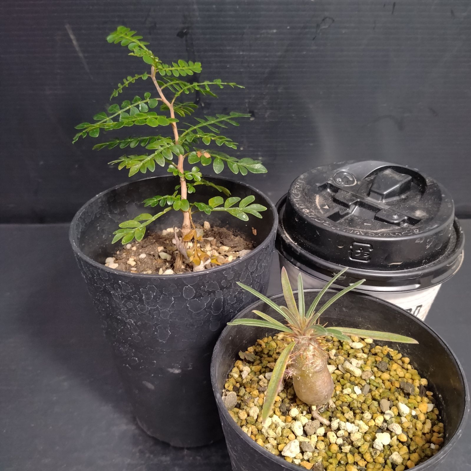 パキポディウムグラキリス　実生株　良型　2つセット パキポディウムグラキリス 実生株 良型 2つセット グラキリス 実生株 2