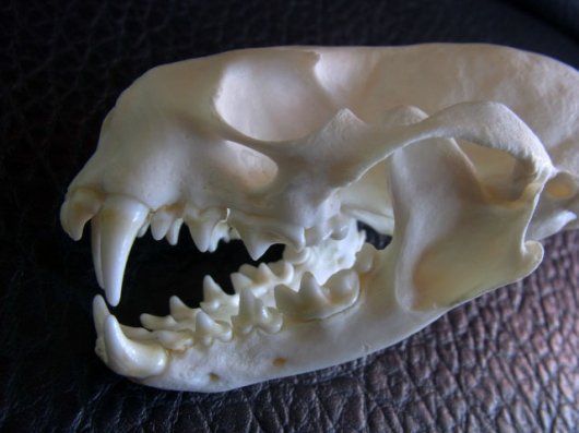 カニクイザル（幼獣） Crab-eating Macaque　頭骨 即納☆カニクイザル Crab-eating Macaque 頭骨 A - 頭骨・骨格