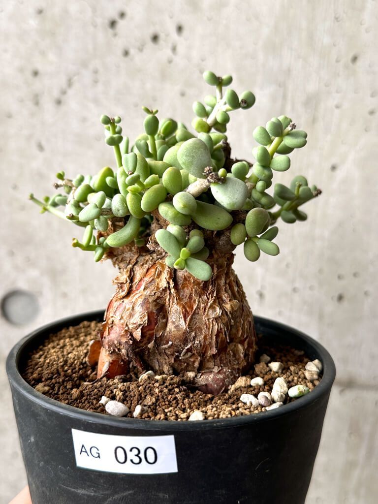 パキポディウム グラキリス 現地球 スライム型 チビグラ ミニグラTOKY