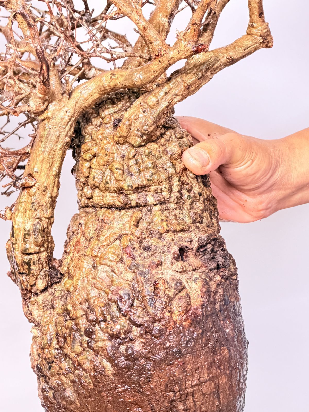 Madagascar オペルクリカリア