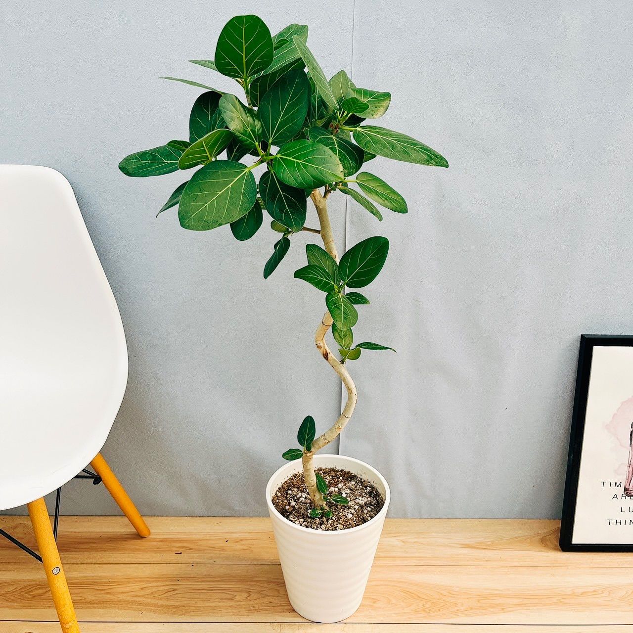 大きめ ユーカリポポラス 壺型テラコッタ鉢植え 苗 苗木 シンボル