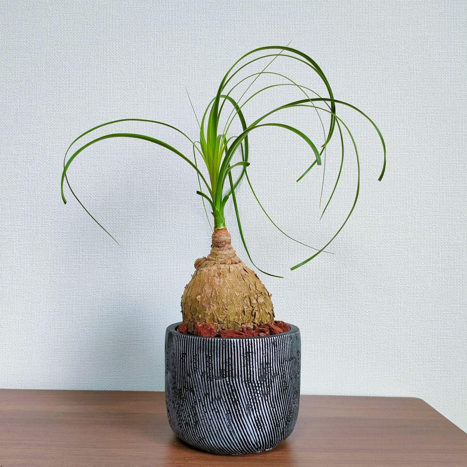 現品・即納・ギフト可】トックリラン ポニーテール ノリナ 陶器鉢入り