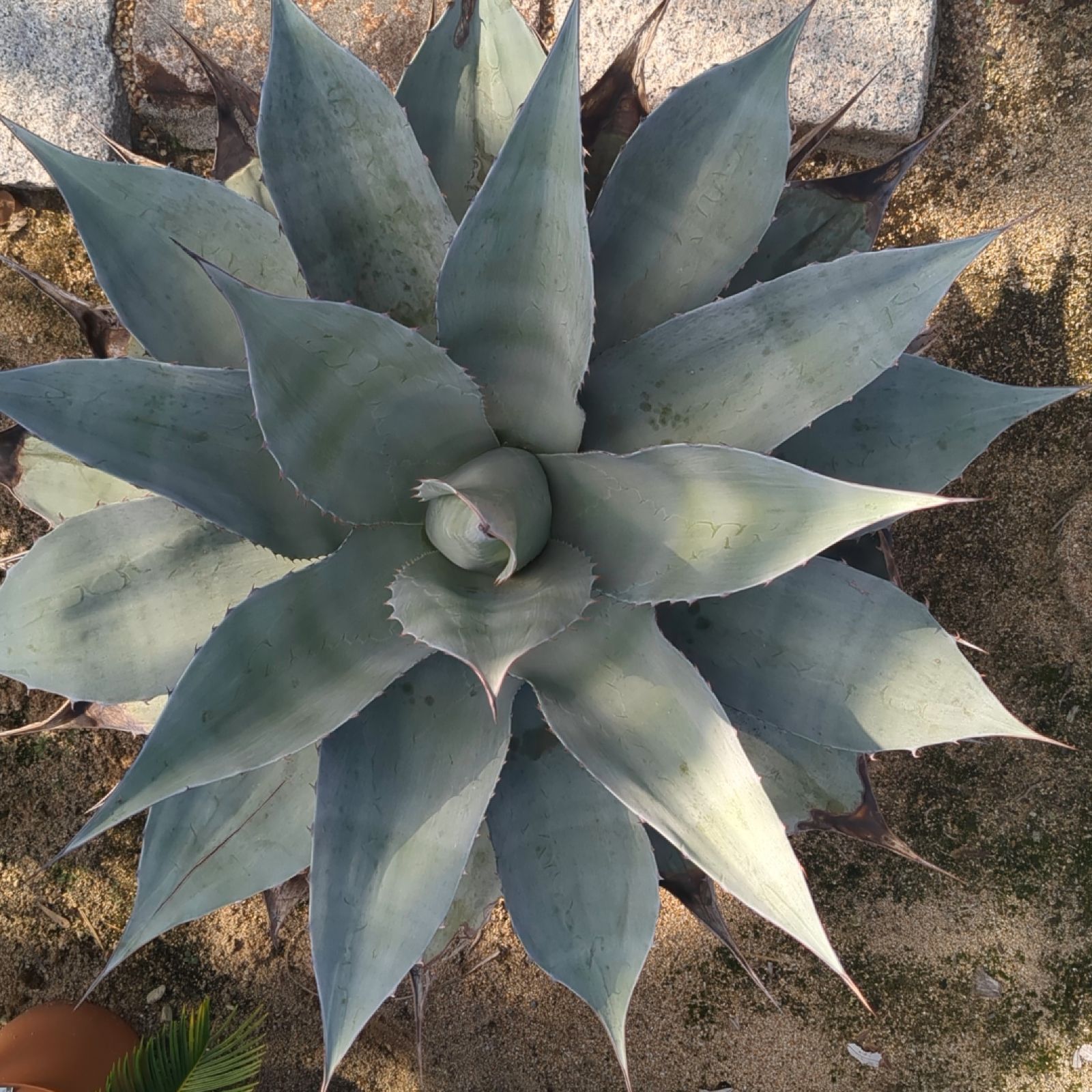 オバティフォリア　鉢植えのまま発送 オバティフォリア 鉢植えのまま発送 - $66.66 | Otsukai.com