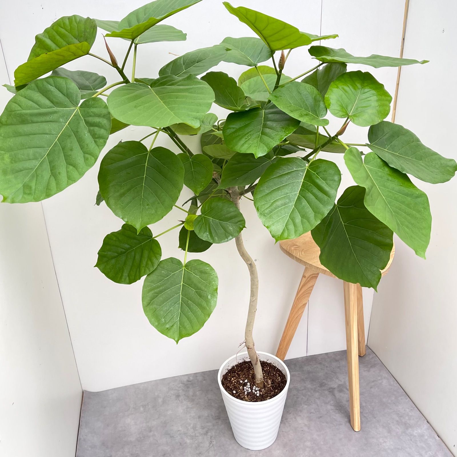 【希少】超大型 観葉植物 フィカス・アルテシマ ゴムの木 引取りなら5千円お値引 超大型 観葉植物 フィカス アルテシマ ゴムの木 引取りなら5千円