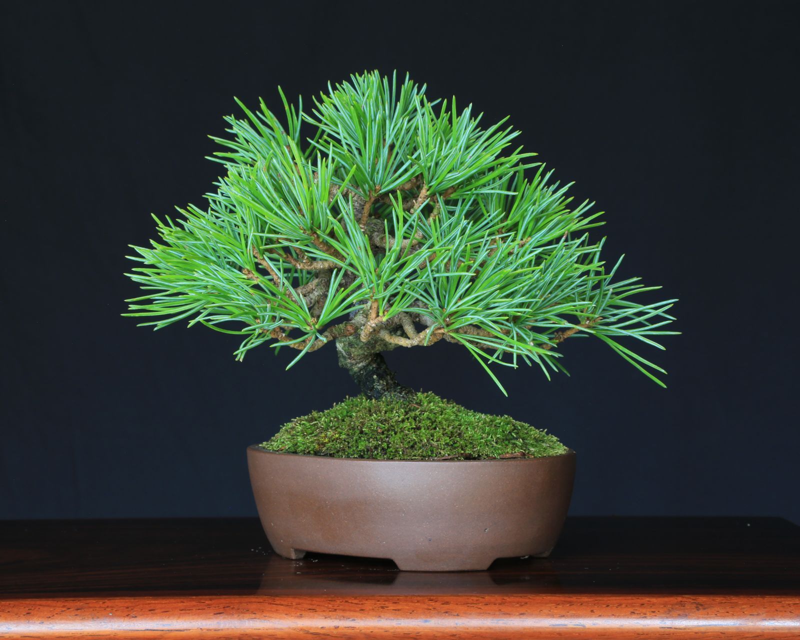  那須五葉松 実生 小品盆栽 泰寿園 Online 現品 盆栽 松柏 室内 鑑賞 趣味 卓上盆栽 盆栽鉢 グリーン 和 ギフト プレゼント 贈答品 ミニ盆栽 敬老の日 記念日 お祝い 2 盆栽 盆栽 苔玉