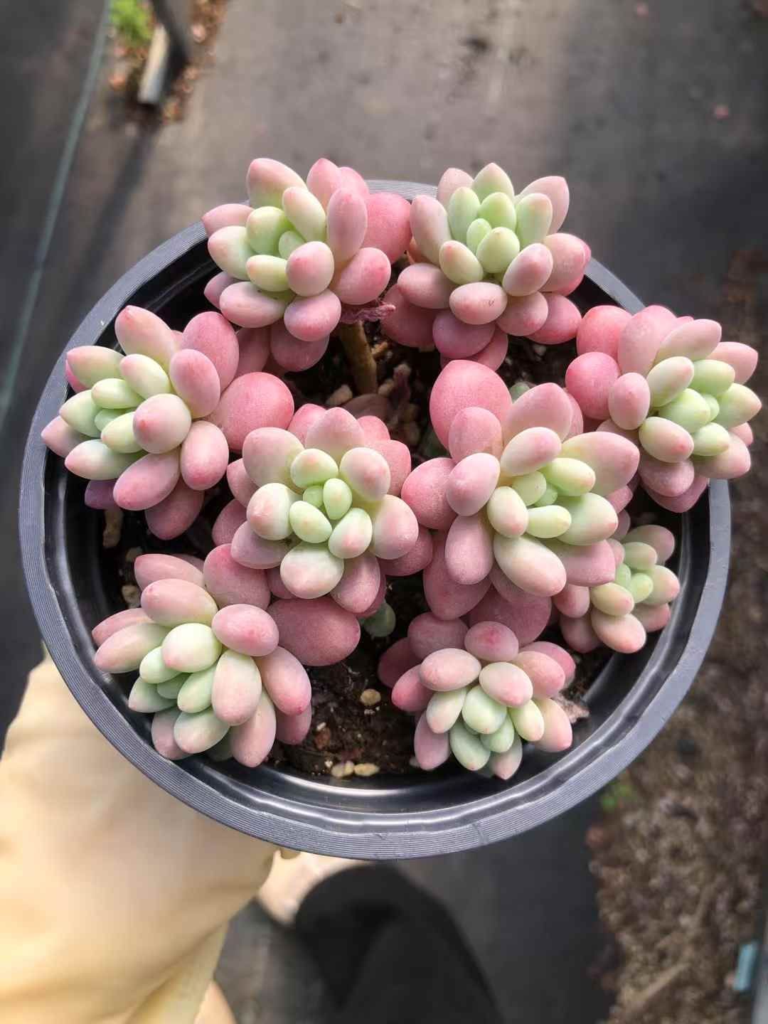 D401 ピンクウィッチ 抜き苗 24株 多肉植物 エケベリア 韓国苗
