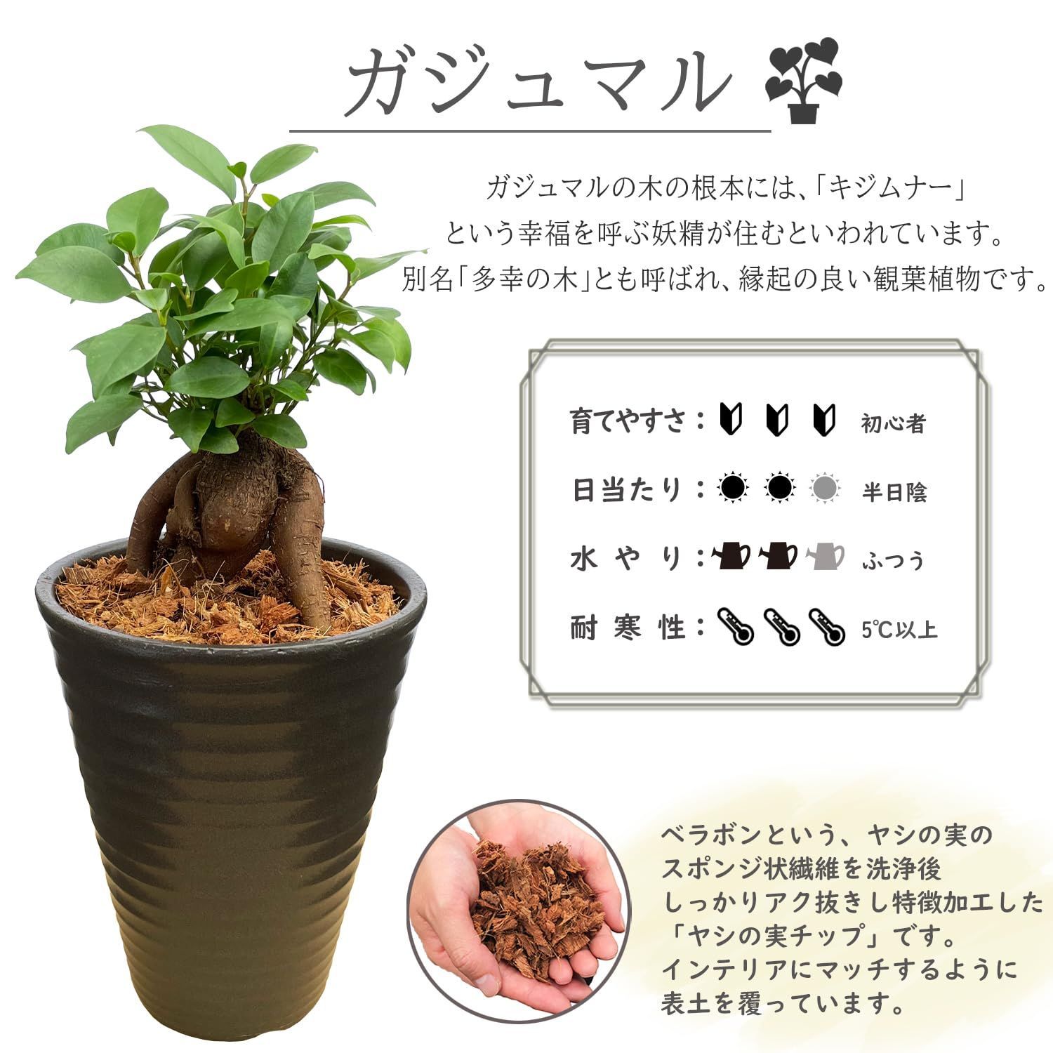 在庫処分】ガジュマル鉢植え がじゅまる 鉢植え ミニ 本物 観葉植物