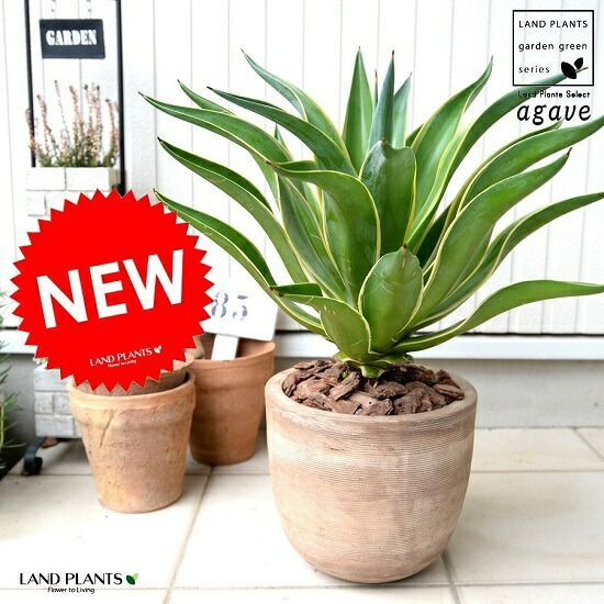 コネクト xtend 鉢置き　konect コネクト xtend 鉢置き konect コネクト xtend 鉢置き konect