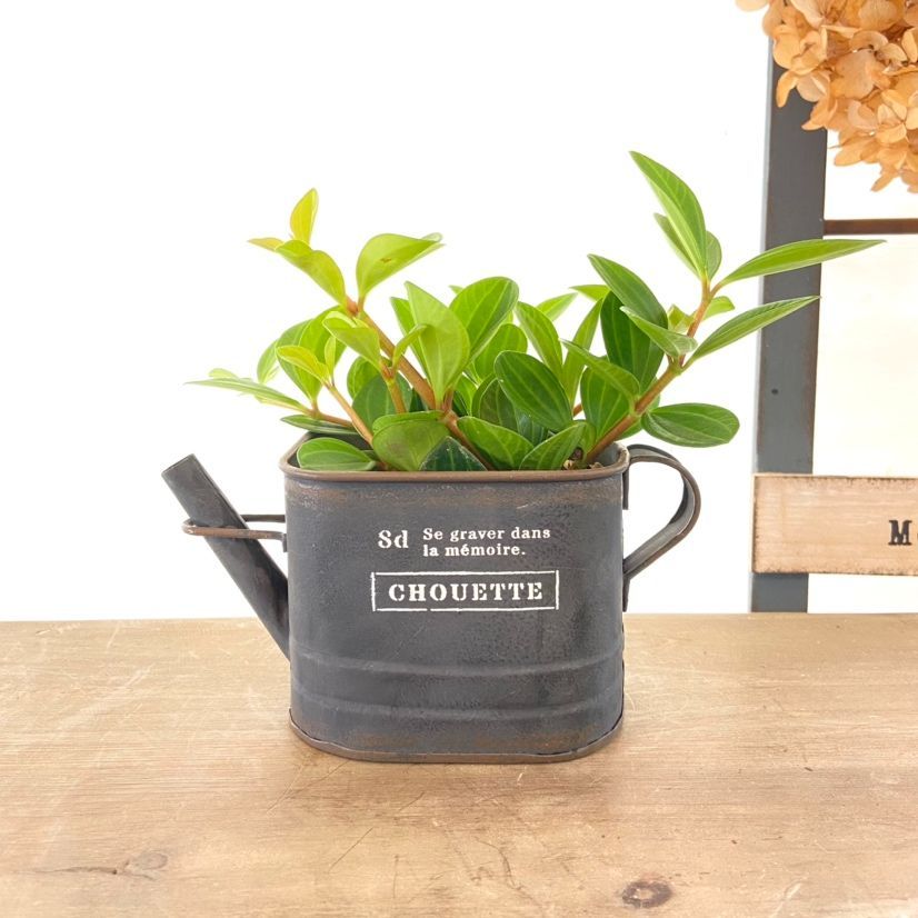 メルカリshops ペペロミアフェアリー鉢植え ブリキ鉢 ジョウロ 英文字 ブラック