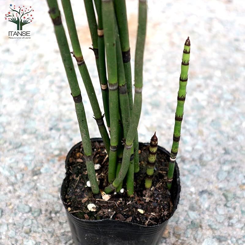 ＩＴＡＮＳＥ トクサ 3号 8個セット 観葉植物 学名 Equisetum hyemale トクサ科 砥草 英名 Scouring rush dutch rush 直立する姿が和モダンインテリアに似合う植物 性質が丈夫で の方でも育てやすい お気 YUZUMIYA_COM