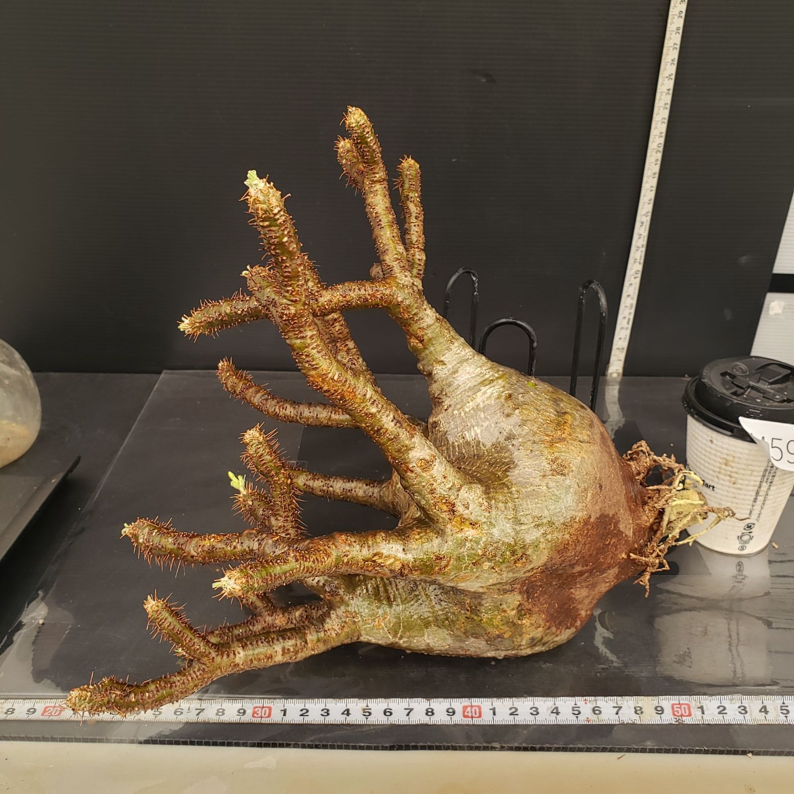 グラキリス ソフビ製グラキリスちゃん (GID x Moss green) | 多肉植物・特別