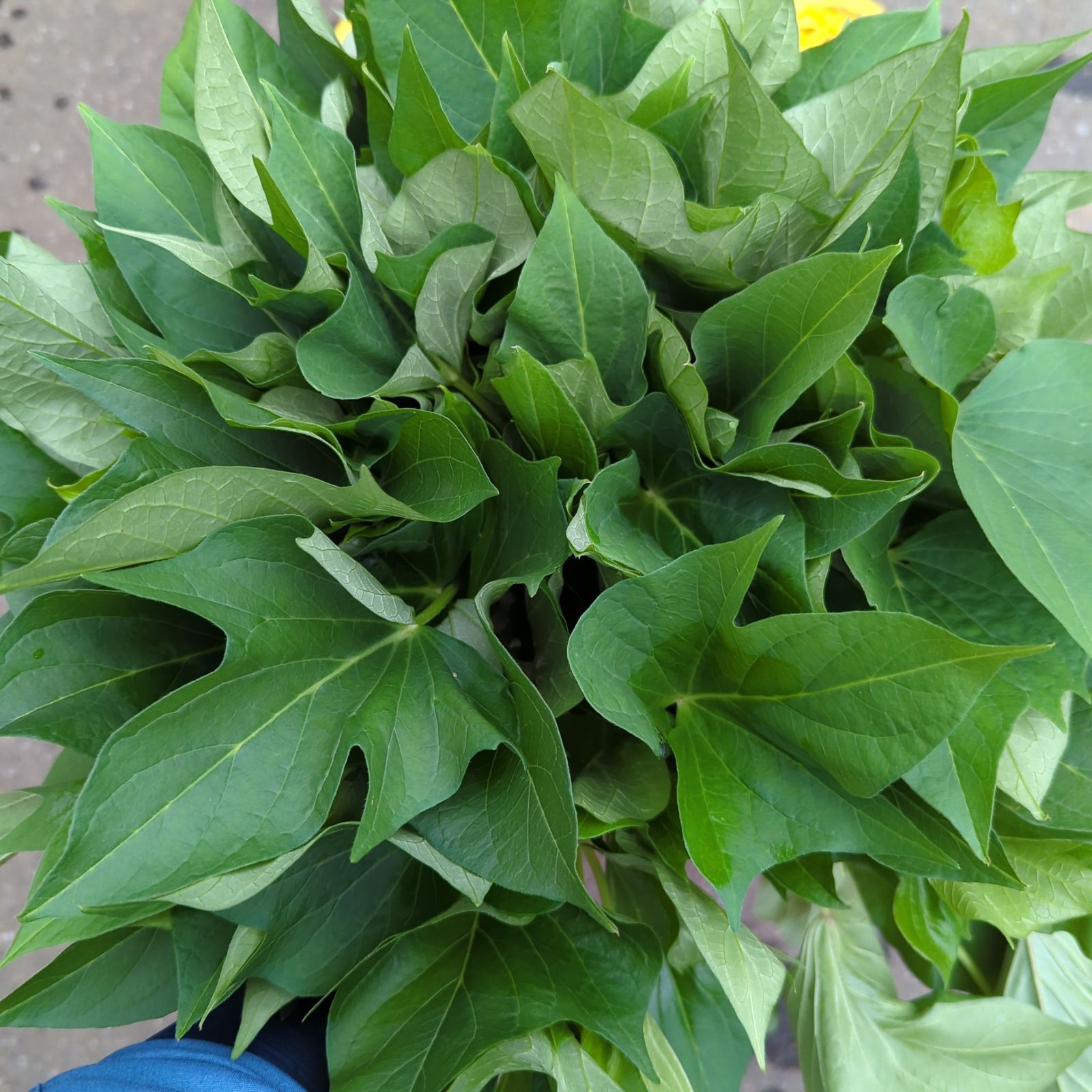 栗かぐや苗30本 By