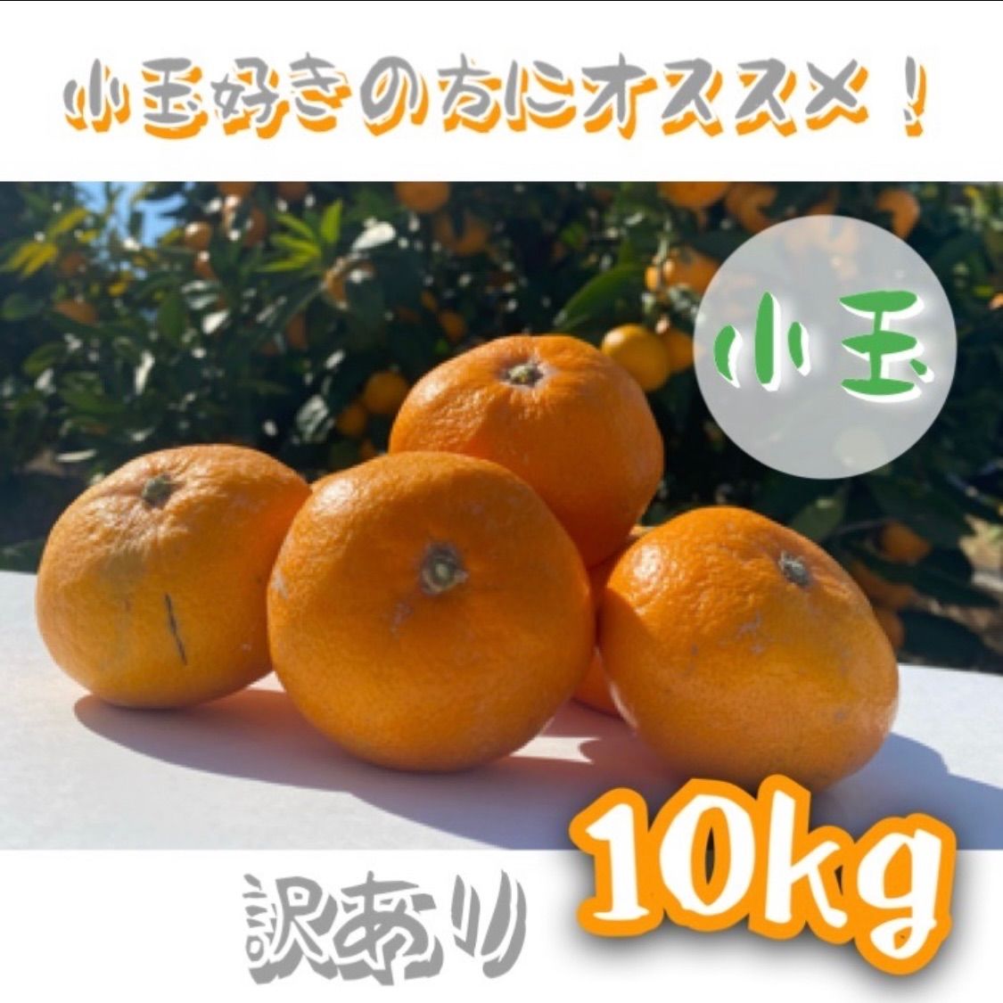 みかん 和歌山県産有田みかん訳あり小玉10kg - 果物