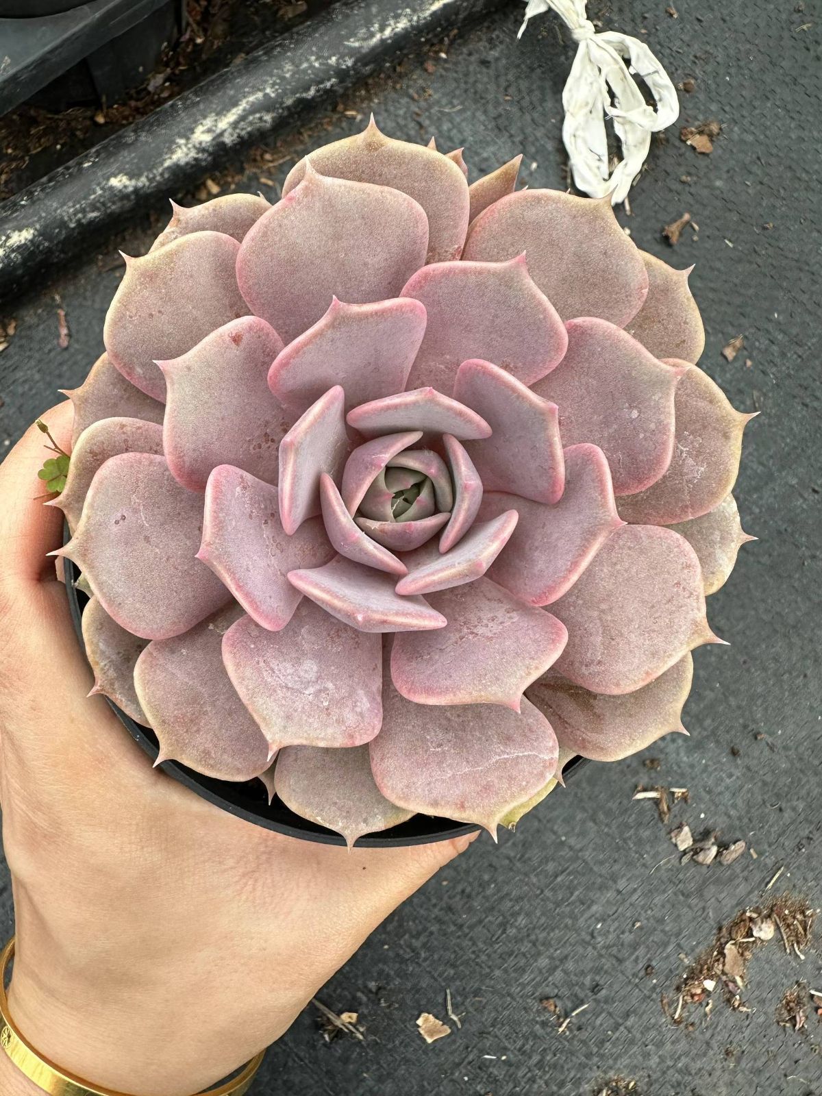 オープン記念セール ディックライト 8株 抜き苗 美苗 エケベリア 多肉