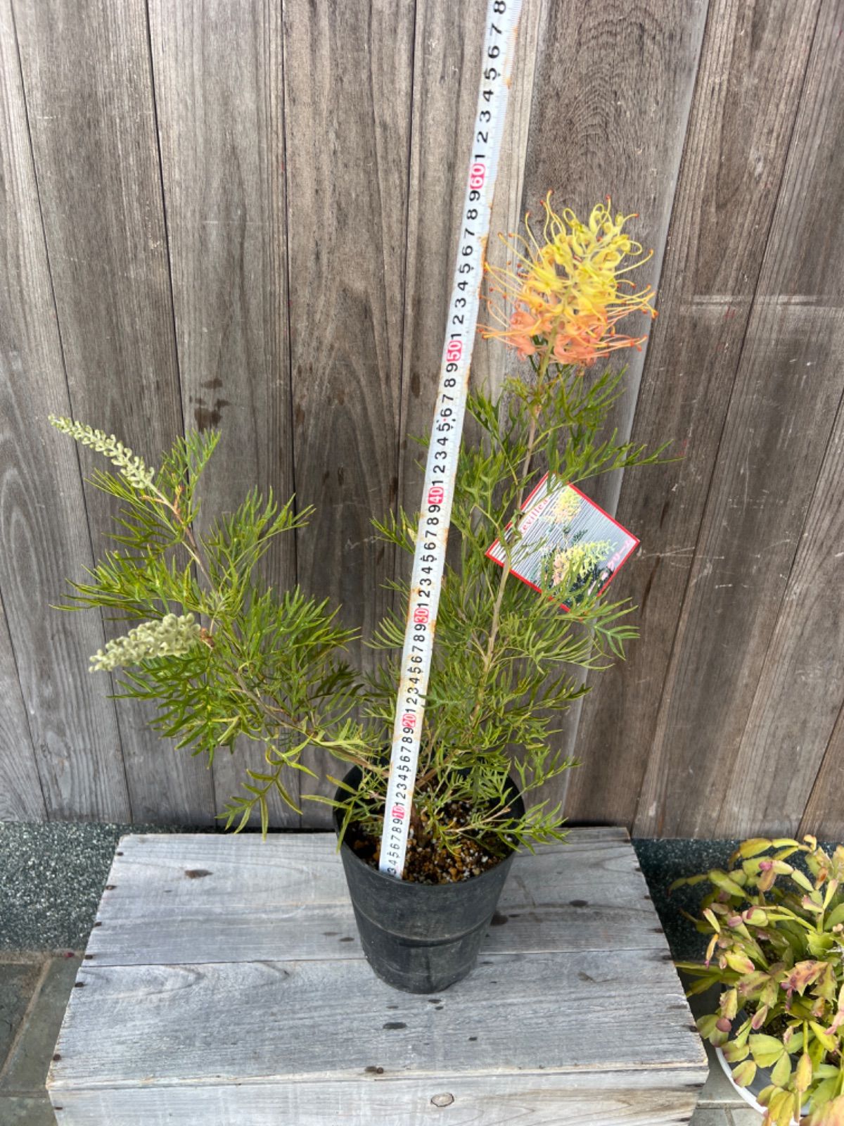 グレビレア ピーチアンドクリーム 大株 2 グレビレア ピーチ&クリーム