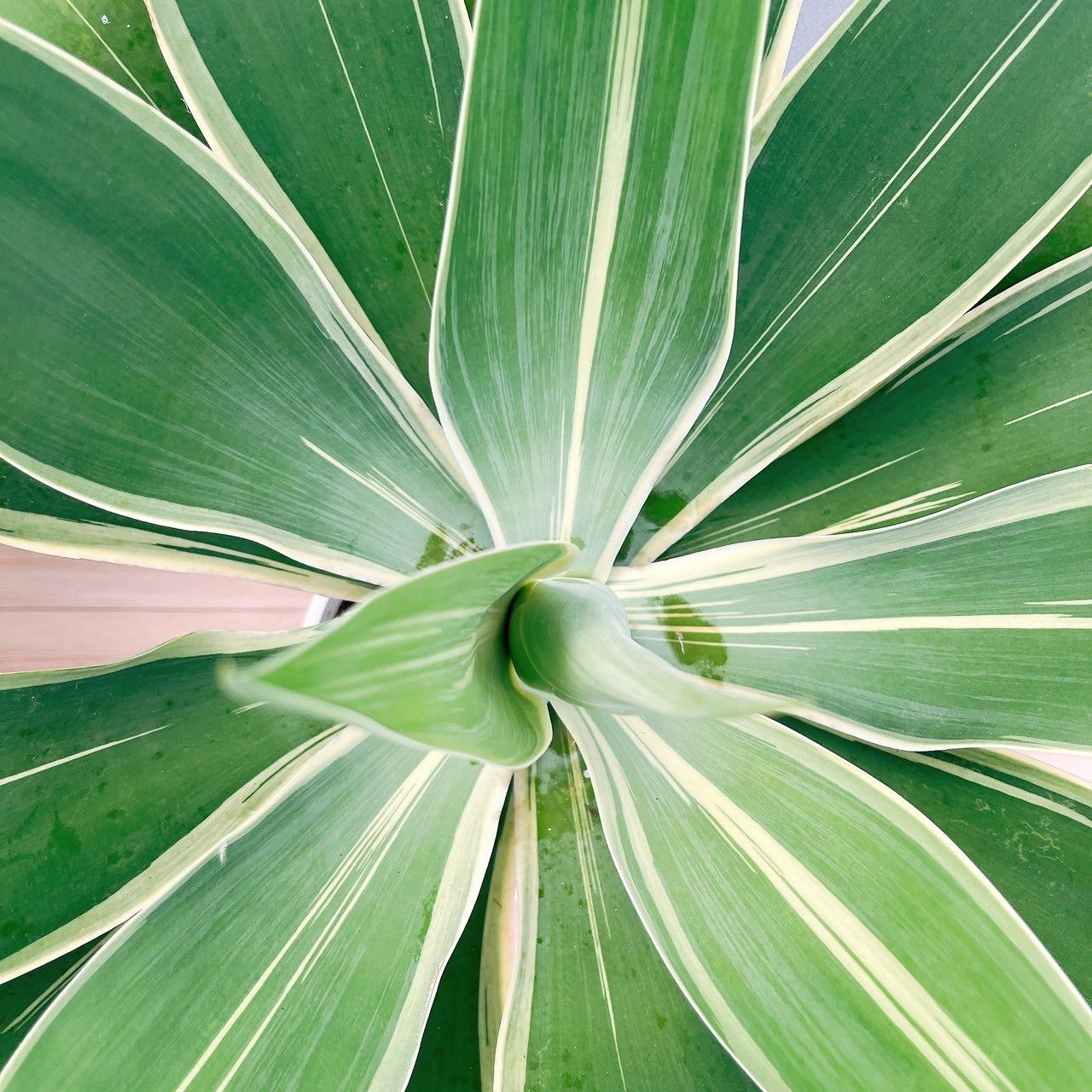 ［現品］【希少】64番　アガベ　アテナータ　斑入り　レイオブライト　8号　多肉 アガベ アテナータ レイオブライト 5号 現品］【希少】8番 アガベ