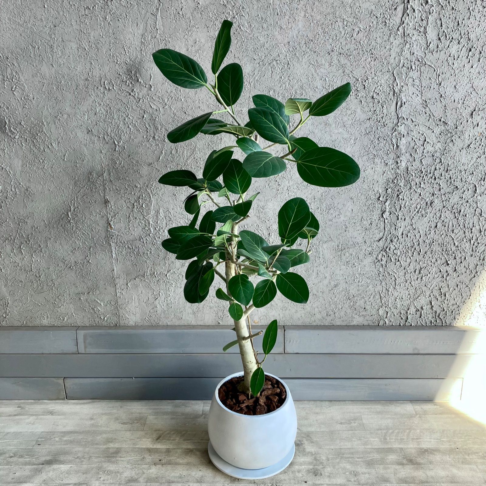 現品】フィカス・ベンガレンシス 超曲がり 8号 茶鉢（1） 【公式通販】