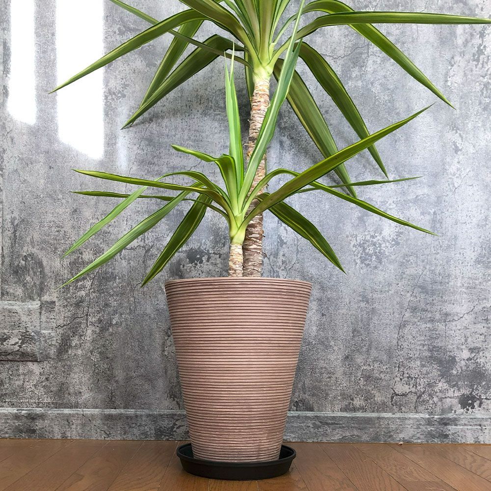 観葉植物 ユッカ 斑入り 8号 約125センチ ユッカ