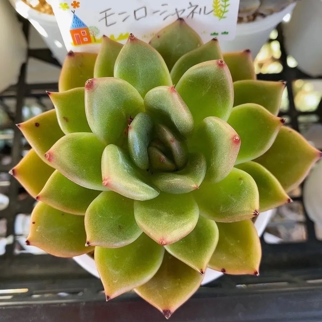 モンローシャネル 多肉植物 韓国苗 抜き苗 大❣ - メルカリShops