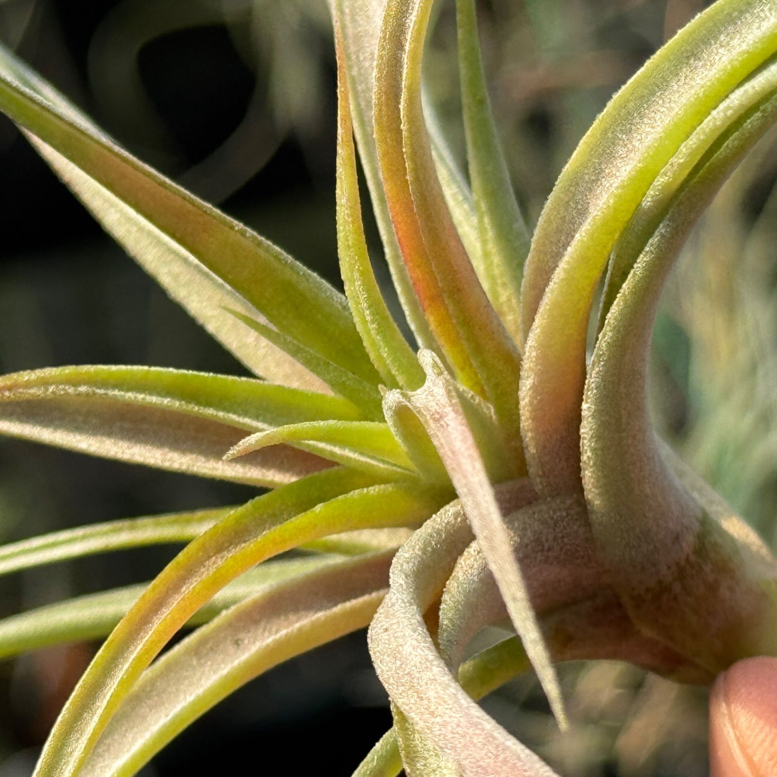 大＊ チランジア キセログラフィカ × ブラキカウロス Tillandsia