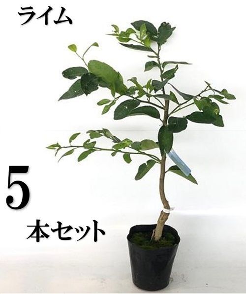 5本セット ライム 樹高0.6m前後15cmポット