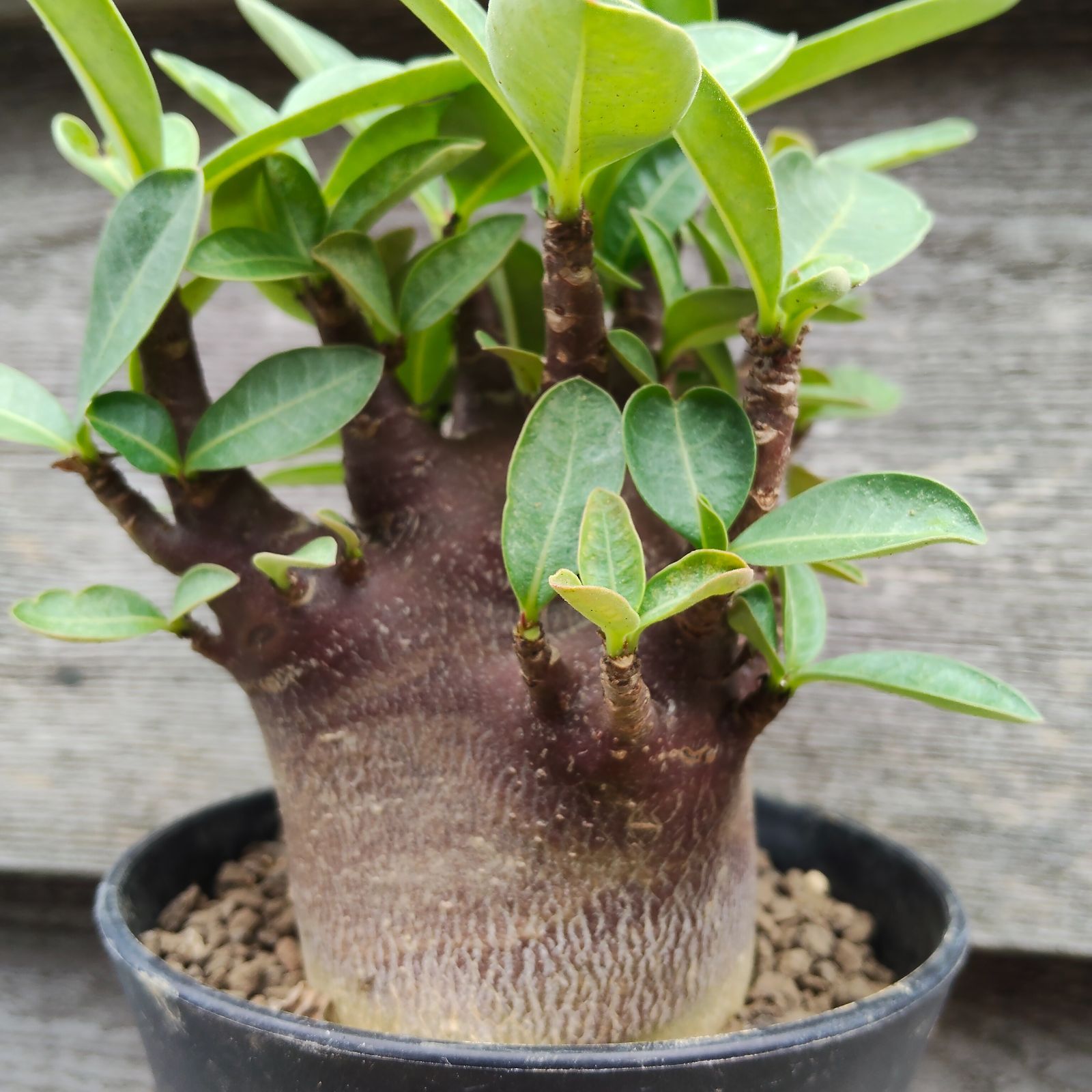 bk 9 アデニウム ブラックスキン ドワーフ 塊根植物 コーデックス