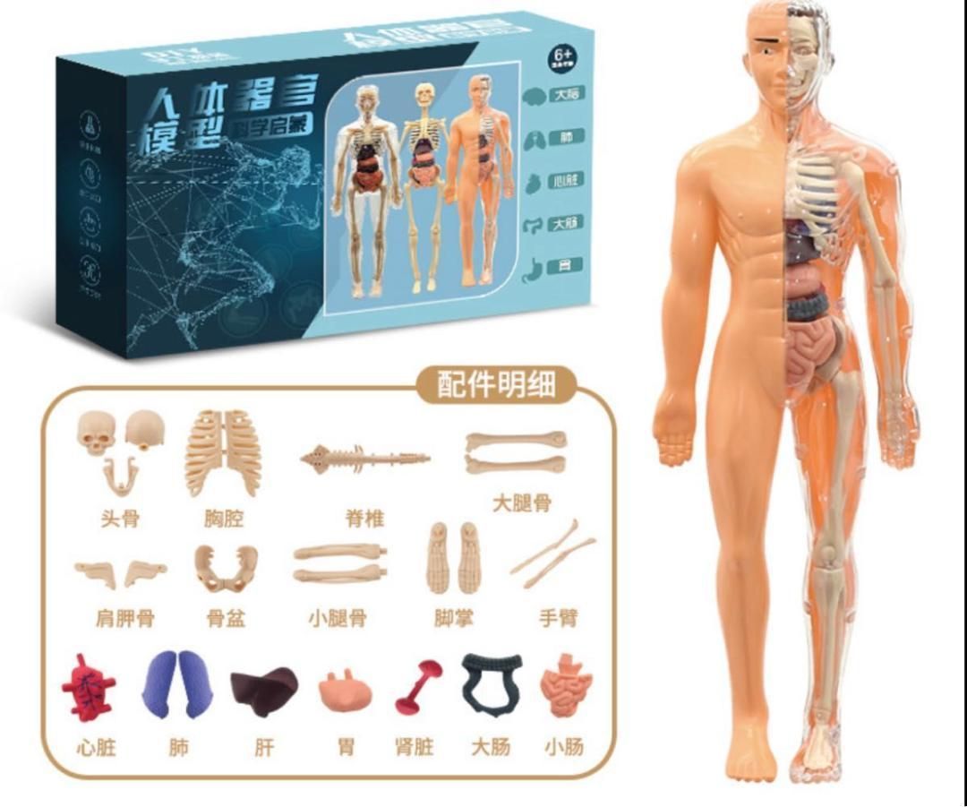 張り子製 人体模型 約60cm Amazon.co.jp: KIYOMARU 27cm解剖人体模型 ソフトな質感で15分解 理学